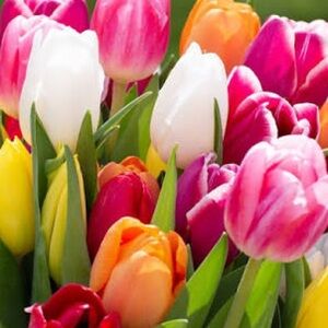 HAPPY SHOPPING POSH FRIENDS!